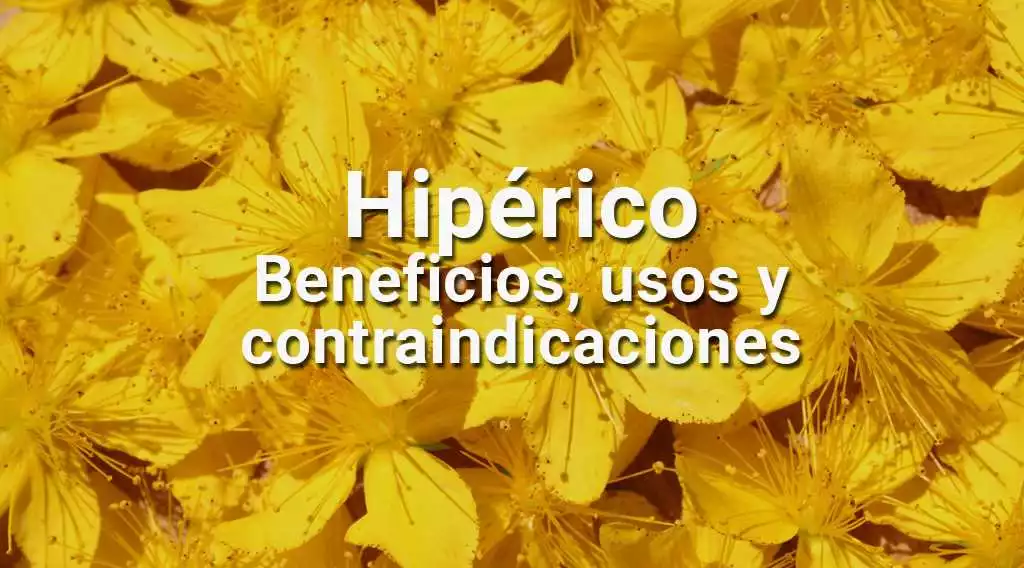 Hypertea en Tenerife: Descubre los beneficios de la infusión de hipérico en la isla